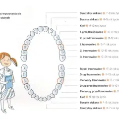 Ile zębów ma dziecko? Od mleczaków po stałe pełny poradnik.