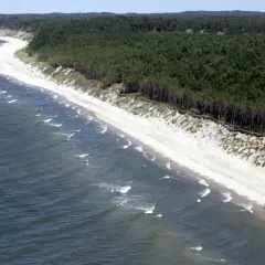 Plaża z sosnowym lasem i falami na morzu.