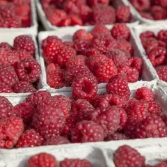 Maliny dla niemowlaka: Od kiedy i jak bezpiecznie podać?