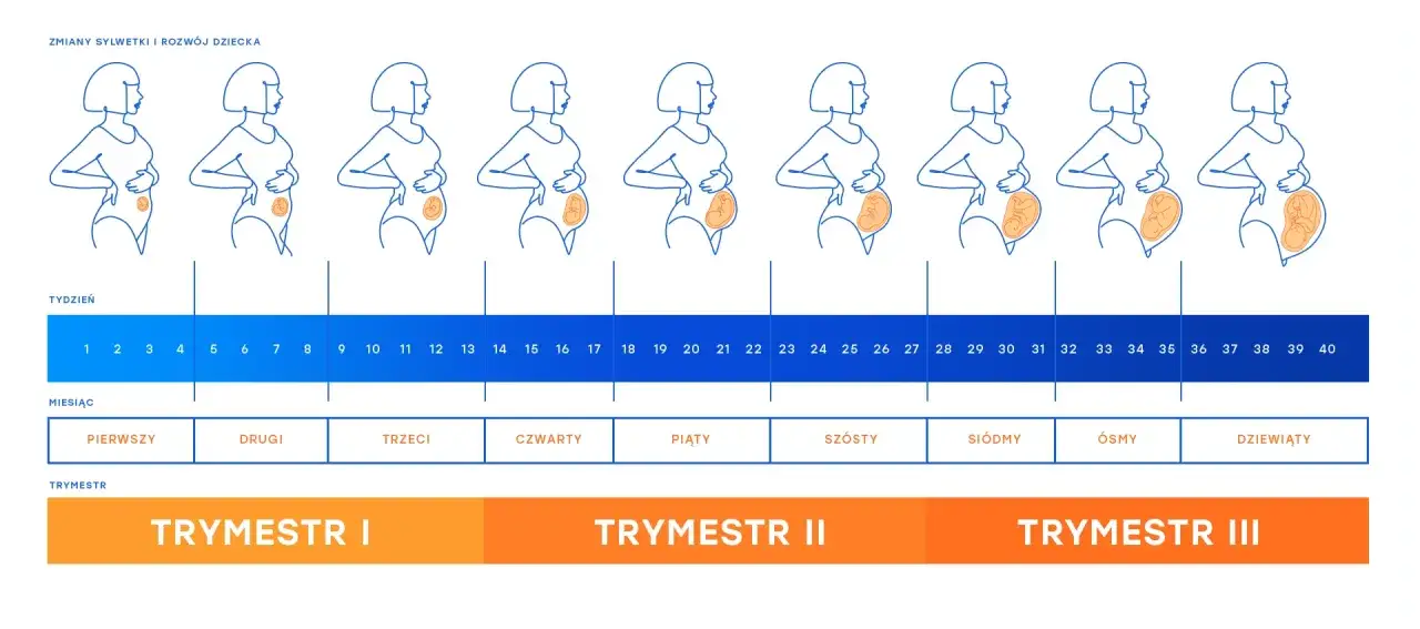 kalendarz ciąży z zaznaczonymi tygodniami, delikatne ruchy dziecka