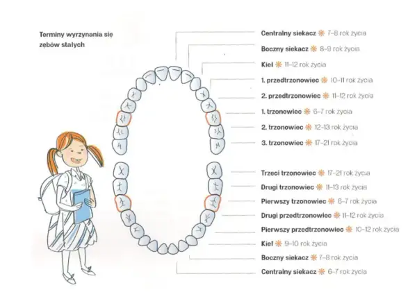 Ile zębów ma dziecko? Od mleczaków po stałe pełny poradnik.